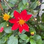 Dahlia coccinea Floare