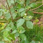 Rubus polonicus Leaf