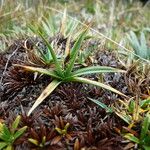 Carex brachycalama Liść