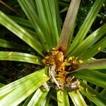 Freycinetia sulcata Habitus