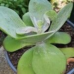 Kalanchoe tetraphylla Лист