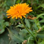 Calendula officinalis Blüte