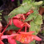 Begonia sutherlandii Altro