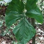 Cercestis kamerunianus Hoja