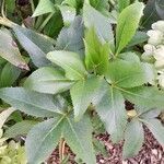 Helleborus argutifolius Leaf