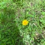 Krigia dandelion Flower