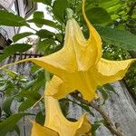 Brugmansia × candida Blomma