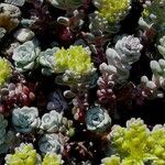 Sedum spathulifolium आदत