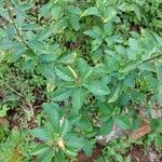 Turnera ulmifolia Leaf