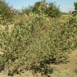 Guiera senegalensis 整株植物