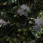 Lepidaploa tortuosa Flower