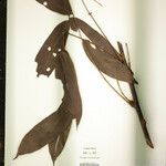 Connarus erianthus Други