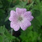 Geranium versicolor Flor