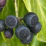 Hedera colchica Fruit