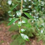 Azara microphylla Blatt