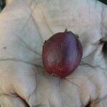 Garcinia pedicellata Fruto