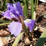 Iris unguicularis Kvet