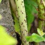 Rubus idaeus बार्क (छाल)