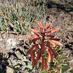 Aloe mubendiensis Floare