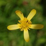 Ranunculus petiolaris Flower