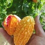 Momordica charantia Fruit