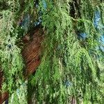 Cupressus pendula 葉