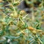 Xanthium spinosum Fruit