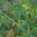 Stylosanthes hamata Leaf