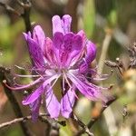 Rhododendron canadense Květ