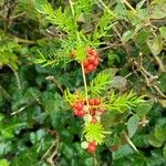 Asparagus aethiopicus Leaf