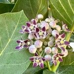 Calotropis procera Blüte