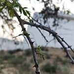 Dalbergia melanoxylon Други