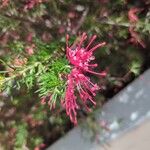 Grevillea rosmarinifolia Cvet