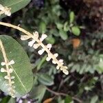 Laguncularia racemosa Flor