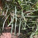 Acacia longifolia Leaf