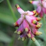 Platycapnos spicata 葉