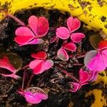 Oxalis spiralis Other