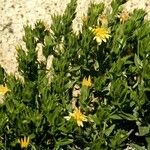 Trixis californica Hábito
