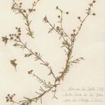 Spergularia rubra Otro