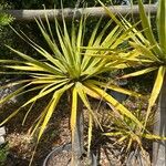 Dracaena draco पत्ता