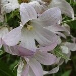 Campanula lactiflora फूल