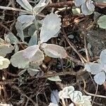 Kalanchoe rhombopilosa Blad