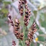 Sorghum bicolorFruit