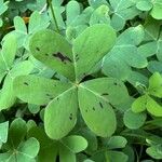 Oxalis pes-capraeপাতা