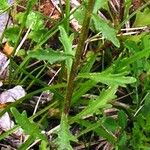 Iberis amara Leaf