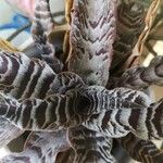 Cryptanthus zonatus Blad