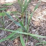 Yucca rupicola Habit