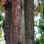 Taxodium distichumHoditra