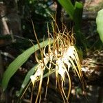 Brassia caudata പുഷ്പം