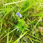 Veronica americana Blüte